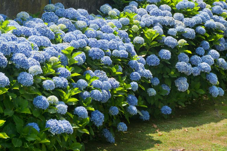 Cape Cod Hydrangea Fest event